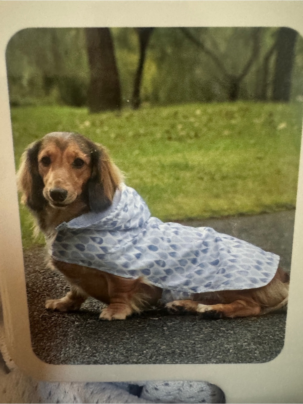 Koolaburra by UGG - Water-Resistant Light Blue Leaf Dog Raincoat with Hood